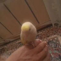 دو عدد کوتوله دستی