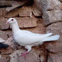 تعدادی کبوتر|پرنده|سمنان, |دیوار