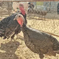 بوقلمون بالغ و خروس محلی|حیوانات مزرعه|شریف‌آباد, |دیوار