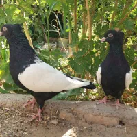 کبوتر سینه سیاه پنبه ای مولد کلکسیونی/بازدید کردان