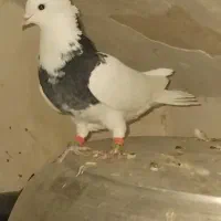 ساده و اصلی