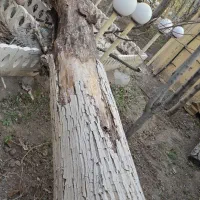 فروش 8 عدد تنه درخت گردو