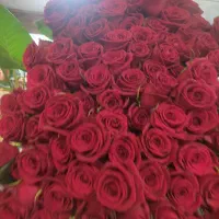 پخش و فروش انواع گلهای شاخه بریده ودسته گل وباکس|گل و گیاه طبیعی|رشت, گلسار|دیوار