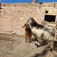 بزنر جوان|حیوانات مزرعه|تبریز, |دیوار