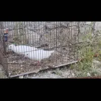 کبوتر کاکل سفید