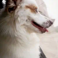 سگ اشپیتز روباهی|سگ|سرخنکلاته, |دیوار