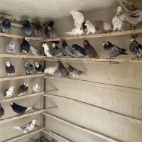 ۳۰۰ طوق کبوتر پرشی