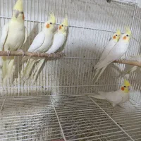 عروس هلندی عمده ۱۰تاب بالا