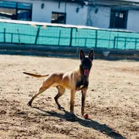 مالینویز اصیل با‌کیفیت