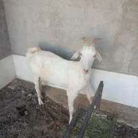 بزسانن