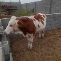 فروش ۲راس گوساله سیمینتال ماده