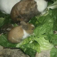 خرگوش بالغ|موش و خرگوش|رامهرمز, |دیوار