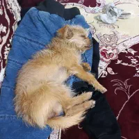 واگذاری شیتزوماده آماده جفت گیری