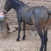 فروش قاطر باری سواری