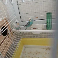 مرغ عشقای عاشق|پرنده|اسلام‌شهر, شهرک طالقانی|دیوار