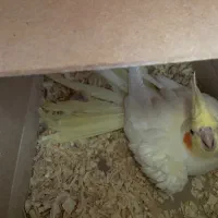 عروس هلندی مولد با قفس|پرنده|شاهینشهر, عطار|دیوار