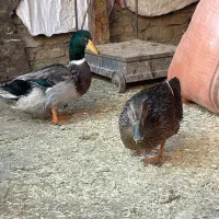 بوقلمون وخروس|حیوانات مزرعه|گرمسار, |دیوار