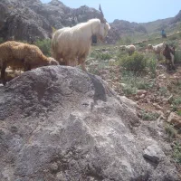 یکعددبزنر|حیوانات مزرعه|سنقر, |دیوار