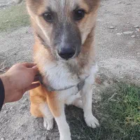 سگ پاکوتا|سگ|آزادشهر, |دیوار