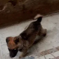 سگ ژرمن