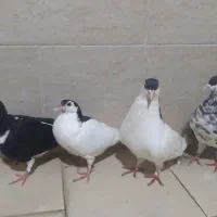 یک جفت ساده با جوجه