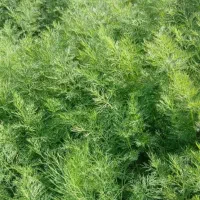 حمیدیه شهر کوت سید نعیم