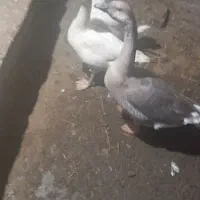 غاز|حیوانات مزرعه|مرند, |دیوار