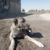 سگ افغانی ماده خطری|سگ|تهران, دکتر هوشیار|دیوار