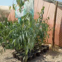 سرو و اوکالیپتوس|گل و گیاه طبیعی|اصفهان, زاجان|دیوار