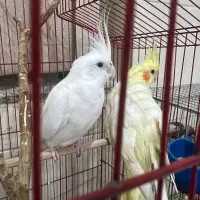 عروس‌هلندی نر و ماده