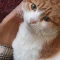 واگذاری رایگان گربه خونگی مهربون