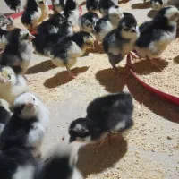 جوجه نژاد گلین