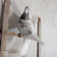 یهودی هفرنگ تبعیدی