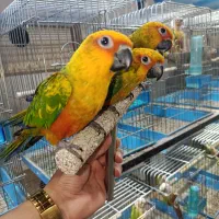 طوطی خورشیدی مجموعه پرندگان قهرمانی