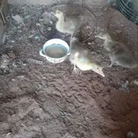 جوجه غاز