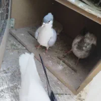 سه عدد کفتر پرشی|پرنده|شیروان (خراسان), |دیوار