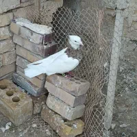 کفتر طوقی خوشکل