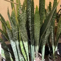 فروش گلهای آپارتمانی