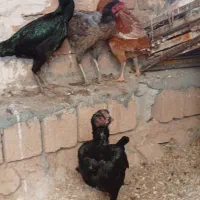 مرغ لاری|حیوانات مزرعه|سرپل ذهاب, |دیوار