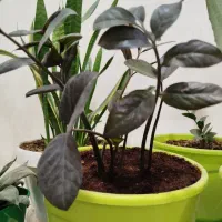 زامفولیا بلک