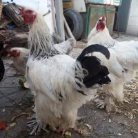 تخم نطفه دار برهما خالص (نژاد غول رومانی)