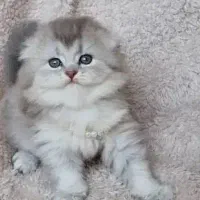 گربه ناز و ملوس