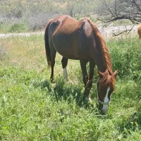 اسب|اسب و تجهیزات اسب‌سواری|سوری, |دیوار