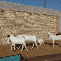 بز گلابی وارداتی اصل اصل