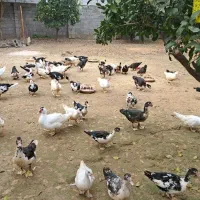 فروش اردک نر و ماده|حیوانات مزرعه|آمل, |دیوار