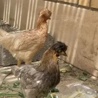 فروش دو عدد نیمچه لهستانی