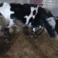 گاو و گوساله|حیوانات مزرعه|رامند, |دیوار