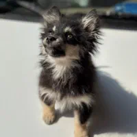 پامرانین چهار ماهه