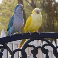 خریdarmطوطی سان درشت