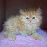 بریتیش گارفیلدی لانگ هیر|گربه|رشت, چله خانه|دیوار